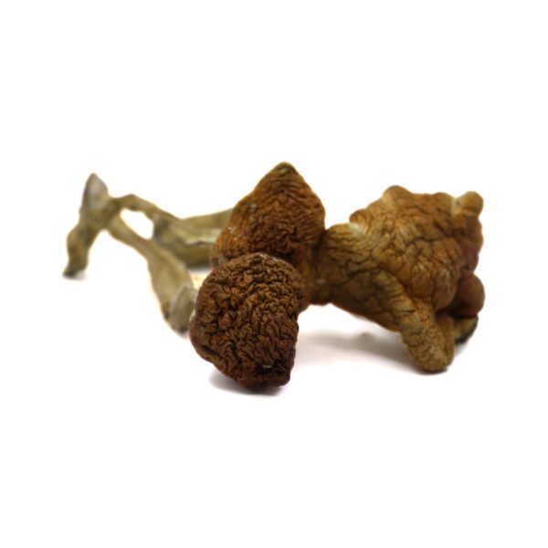 Amazonian Mushrooms