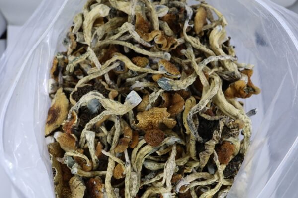 Amazonian Mushrooms - Image 2