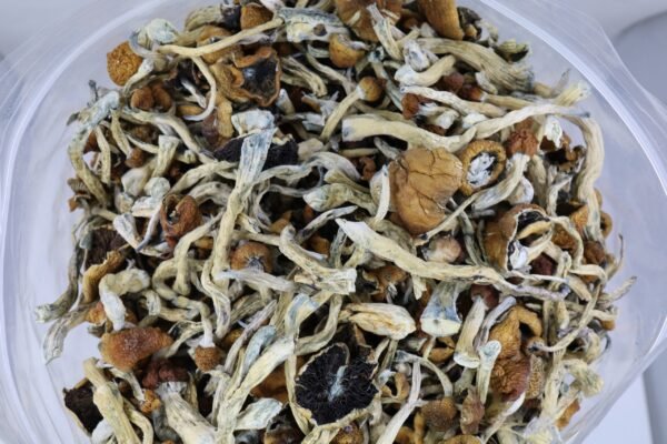 B+ Cubensis Mushrooms - Image 2