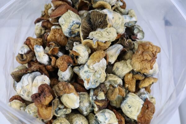 Blue Pulaski Mushrooms - Image 2