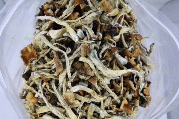 Malabar Mushrooms - Image 2