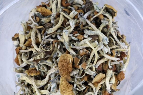 Mazatapec Mushrooms - Image 2