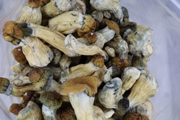 Trinity Mushrooms - Image 2
